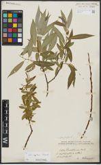Foto von Salix alba L. x Salix fragilis L.
